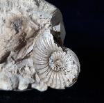 Pleuroceras solare (PHILLIPS 1829) - Bild © FossNet FossilienStore